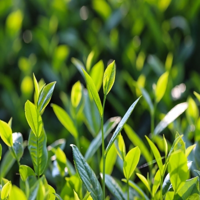 Ⅰ.茶提取物基礎(chǔ)知識(shí)【上篇】